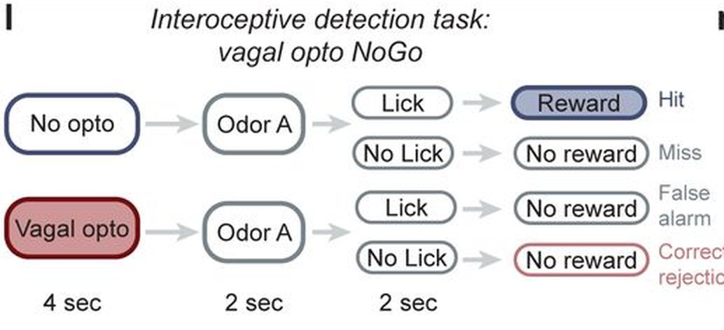 An interoceptive detection task in mice. Optogenetic activation of gut mechanosensory afferents becomes a stimulus the animal reports, scored as hits, misses, false alarms and correct rejections. From Rafael et al.6.
