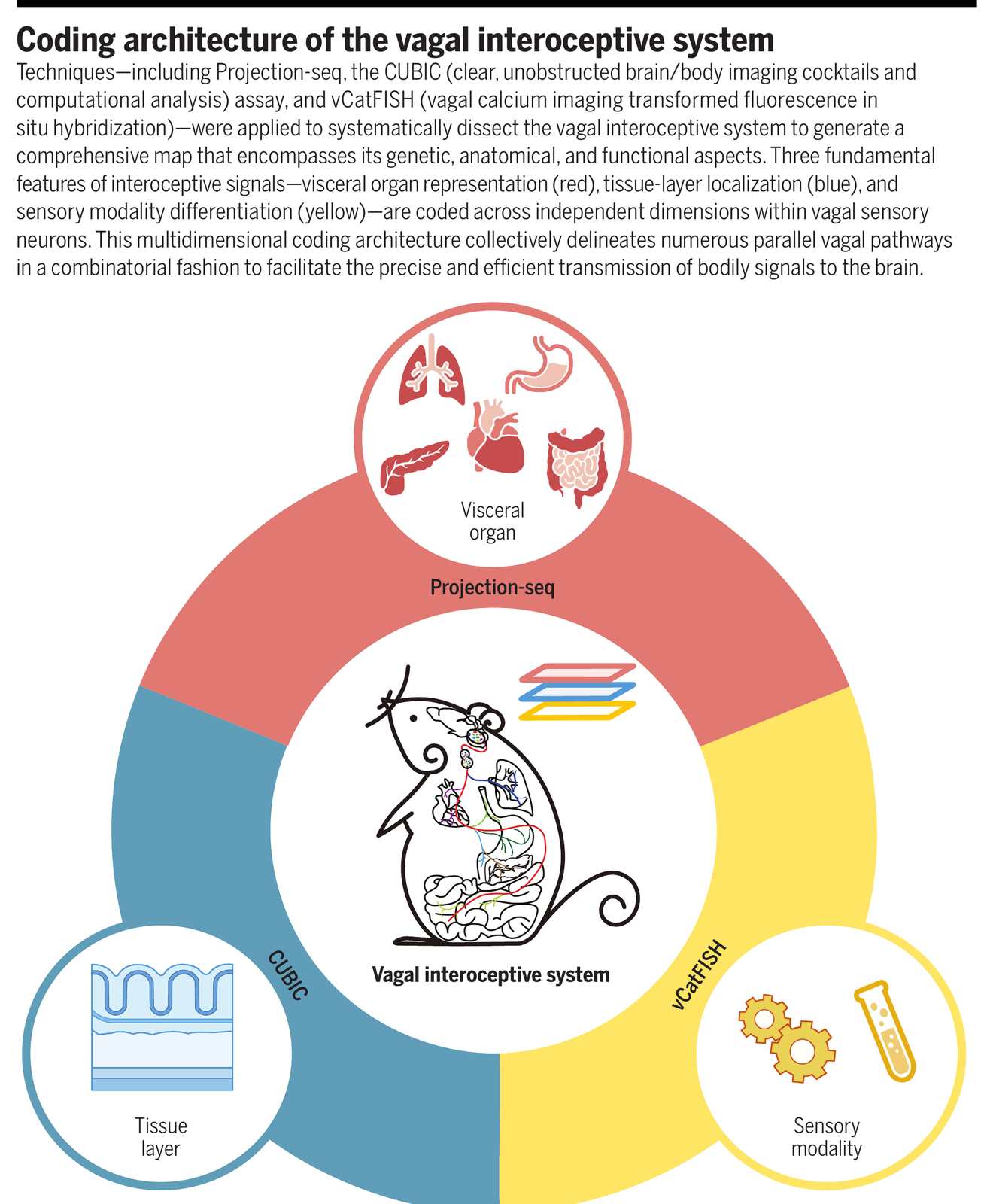 The vagal interoceptive system codes three features of a bodily signal along three independent dimensions: which organ (red), which tissue layer (blue), and what kind of stimulus (yellow). Adapted from Zhao3, by A. Mastin/Science, created with BioRender.